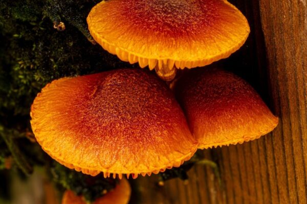 Champignon orange sur bois mort : pistes d’identification prudentes
