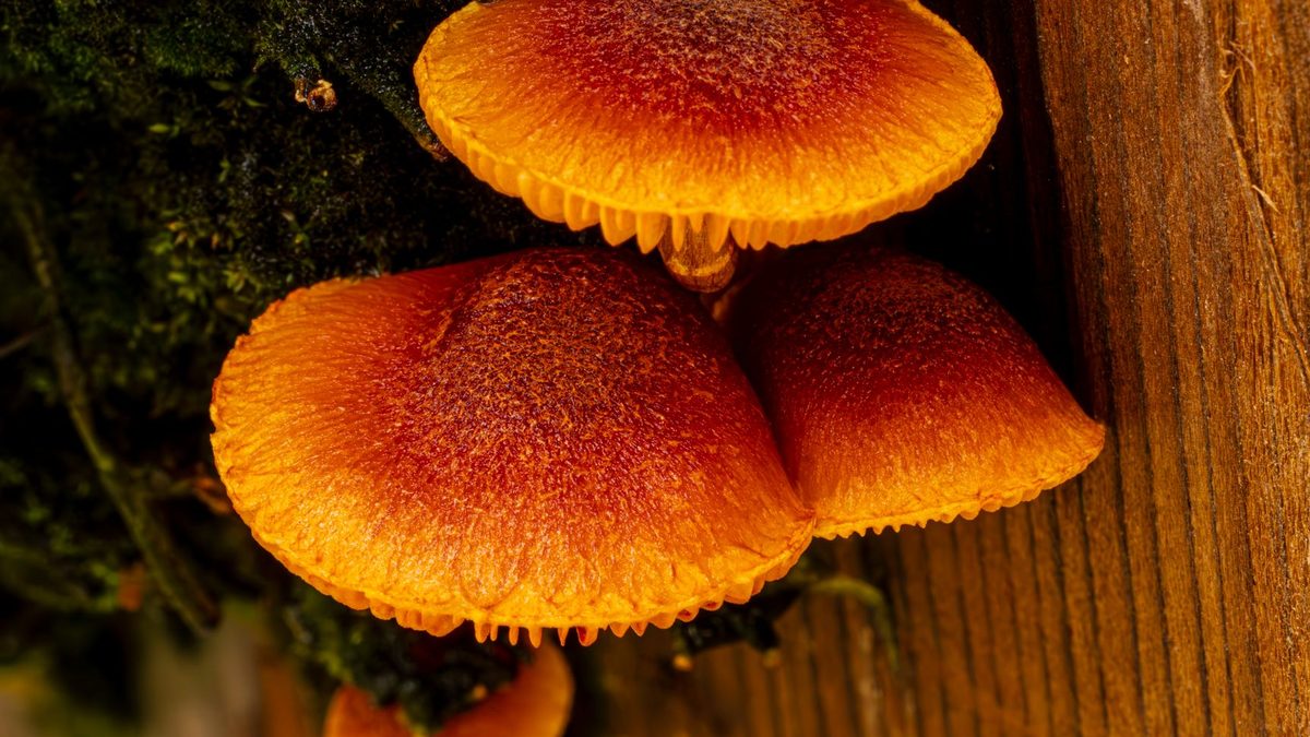 Champignon orange sur bois mort : pistes d’identification prudentes