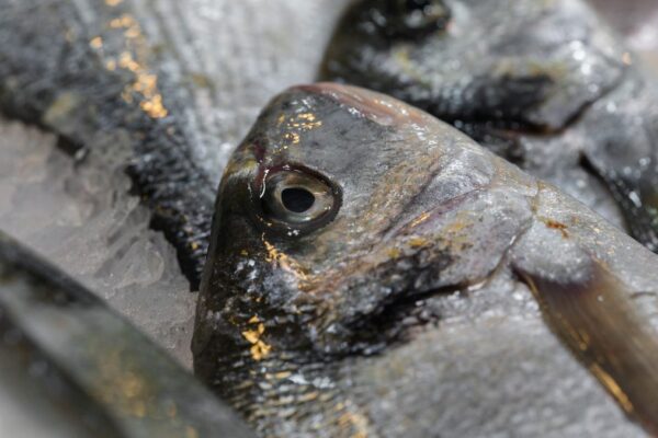 Dorade ou daurade : poisson, espèces et différences à connaître