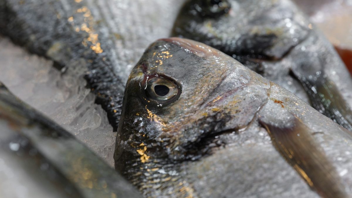 Dorade ou daurade : poisson, espèces et différences à connaître