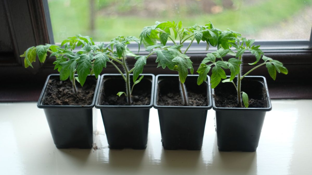 Jusqu’à quand planter des tomates ? Repères selon climat et culture