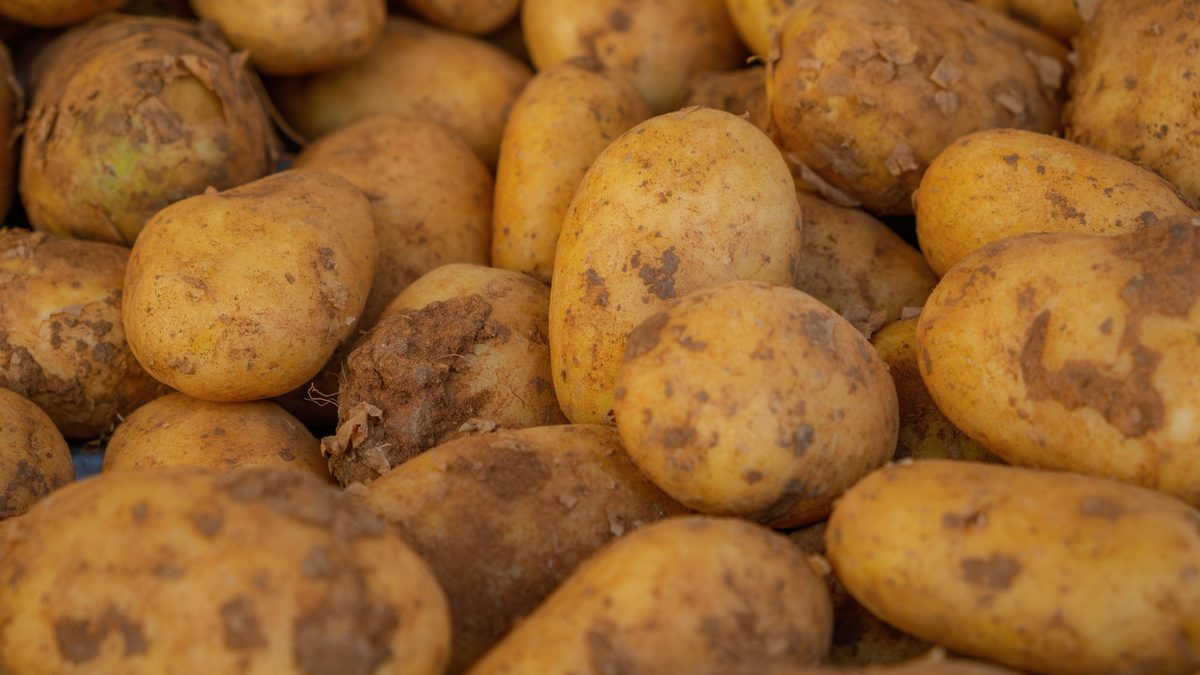 Peut-on planter des pommes de terre toute l’année ? Saison, sol et climat